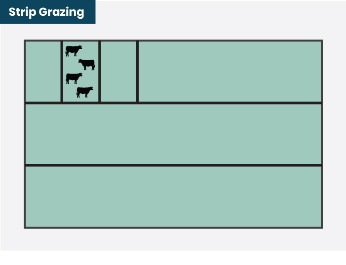 strip grazing chart
